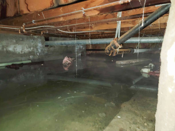 Best Mold removal after water damage  in Taylor Creek, FL