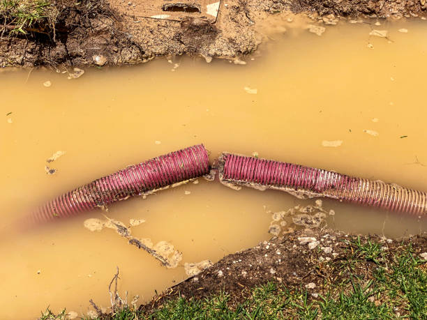 Best Professional water damage repair  in Taylor Creek, FL